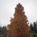 Zunehmende HerbstfÃ¤rbung_IMG_3029