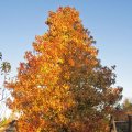amberfarben=bernsteinfarben_IMG_3004_1