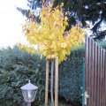 goldgelber Herbstlaubschmuck_IMG_2755