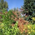 herbstliche Gartenzene_IMG_2622