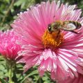 Bienen-Herbst_IMG_2653_2