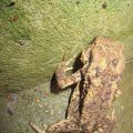 ErdkrÃ¶te etwas abgemagert_Bufo bufo