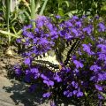 Ritterfalter - Papilio machaon - Schwalbenschwanz