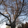 GroÃer Baum mit Nistkasten