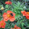 Hummel auf Geum_IMG_1273