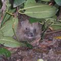 Igel im Rhododendrongarten