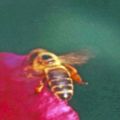 Im Anflug_die Biene ist braungelblich getreift