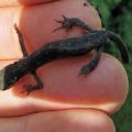 Junger Salamander o.kl.Kamm-Molch_06-08-11