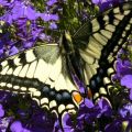 Ritterfalter - Papilio machaon - Schwalbenschwanz 109_1