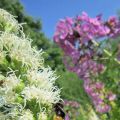 Steinhummel_Bombus lapidarius_an Liatris