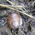 Weinbergschnecke "my home my castle"